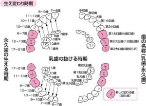 開設画像「乳歯の抜ける時期」